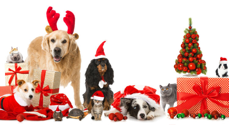 Idées cadeaux animaux de compagnie